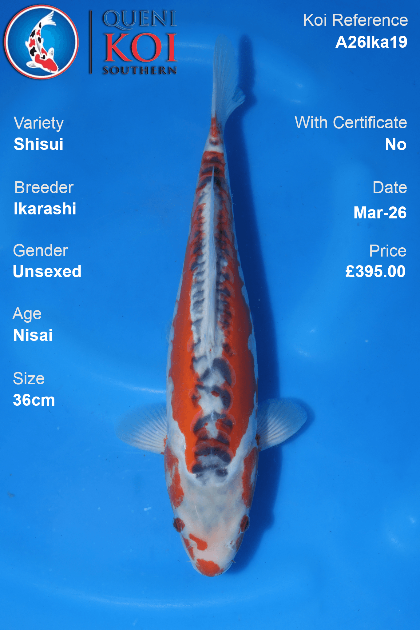 Premium Shisui Koi Fish A26Ika19 showcasing vibrant red markings and blue-grey dorsal scalation, 36cm unsexed Nisai.