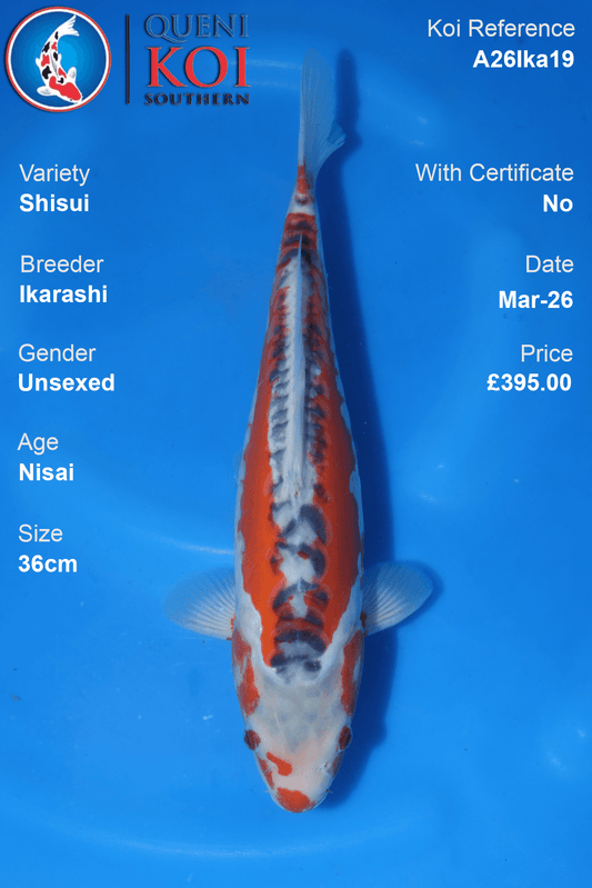 Premium Shisui Koi Fish A26Ika19 showcasing vibrant red markings and blue-grey dorsal scalation, 36cm unsexed Nisai.