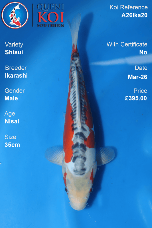 Premium Shisui Koi Fish A26Ika20 35cm male Nisai by Ikarashi breeder
