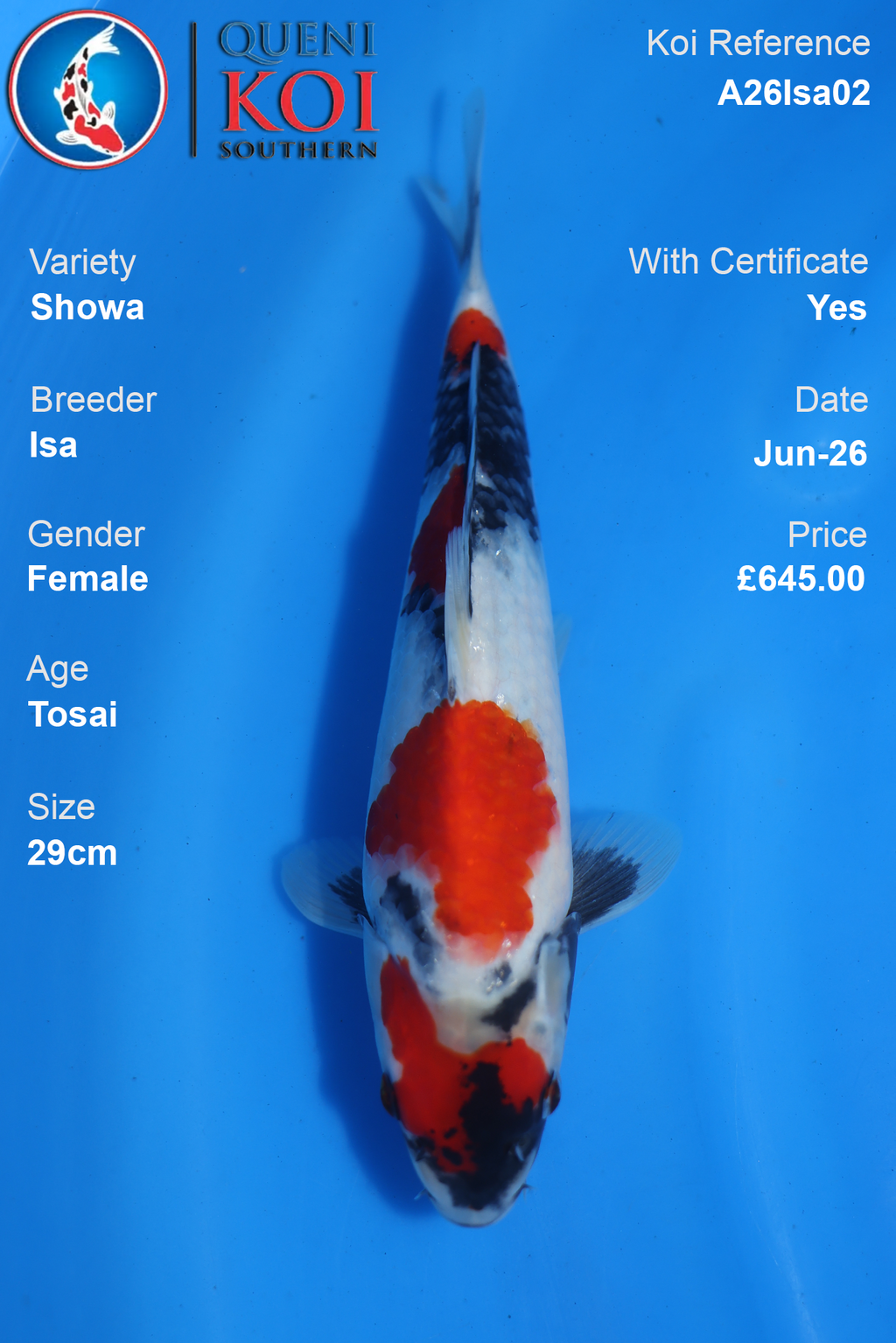 Showa -A26Isa02 Female 29cm Tosai by Isa