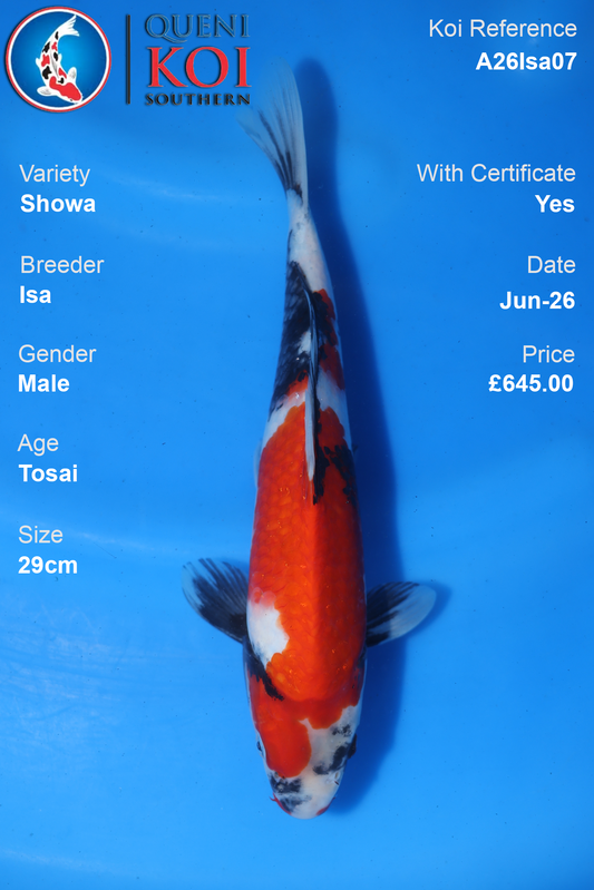 Showa -A26Isa07  29cm Male Tosai by Isa