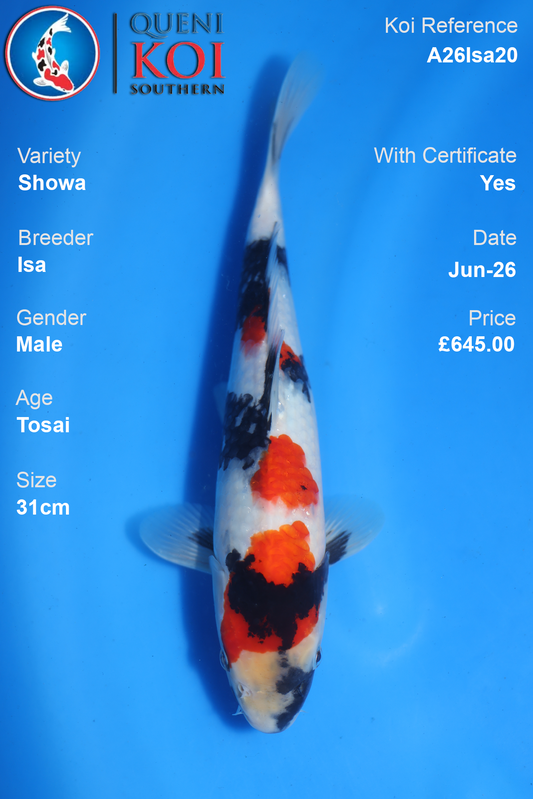 Showa -A26Isa20 31cm Male Tosai by Isa