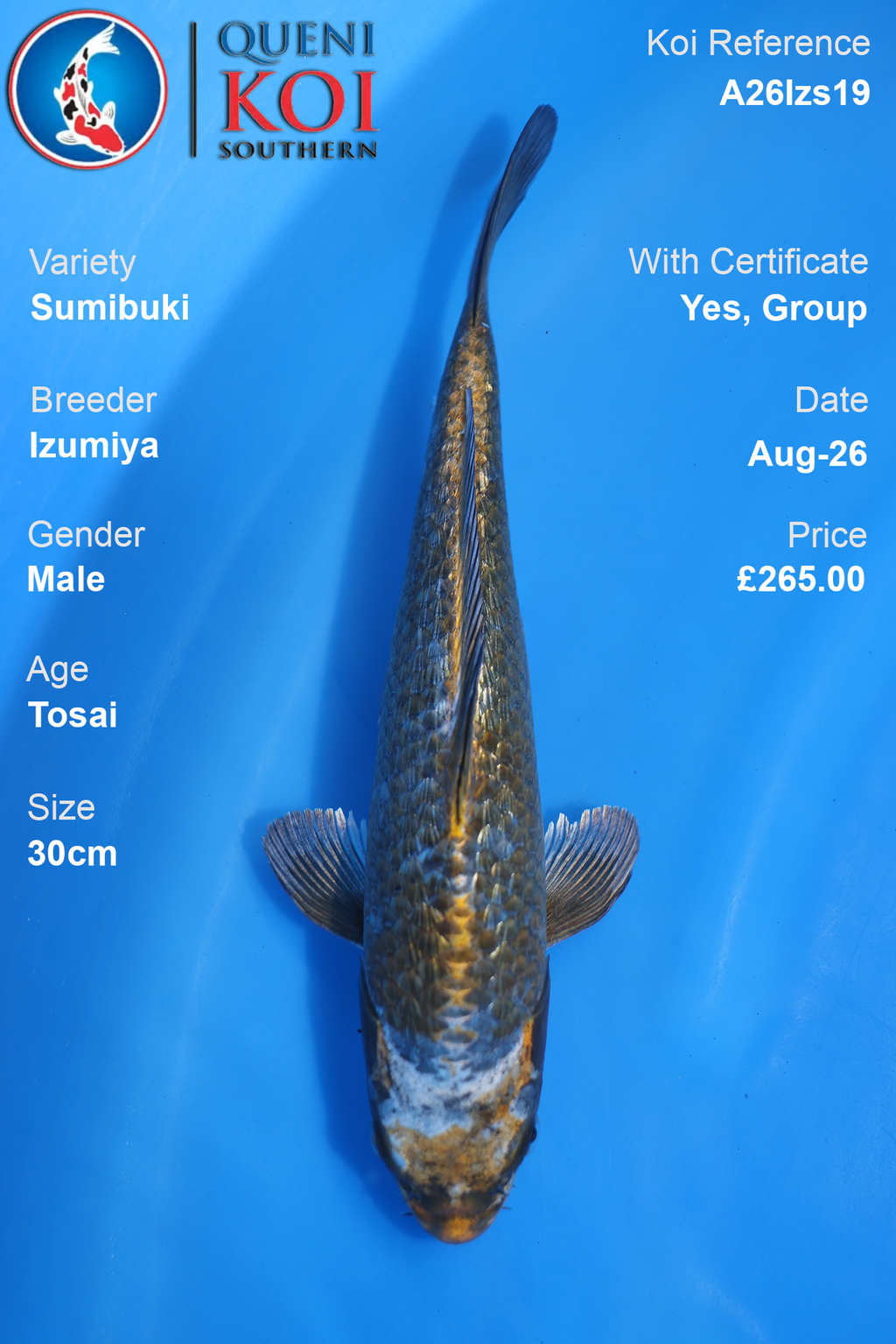 Sumibuki by Izumiya Male Tosai 30cm - A26Izs19