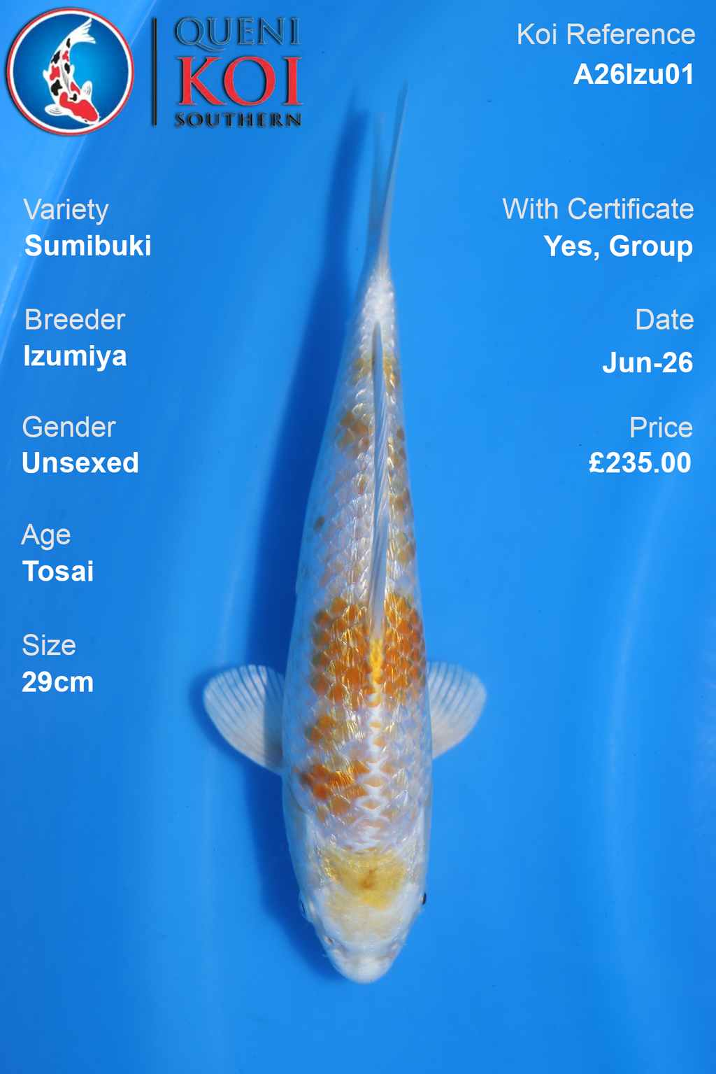 Sumibuki -A26Izu01 29cm Unsexed Tosai by Izumiya
