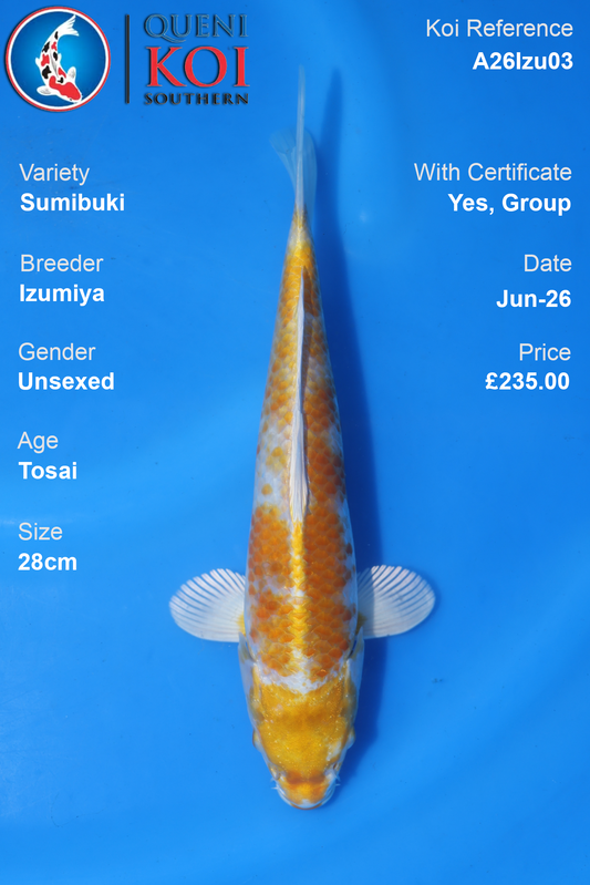 Sumibuki -A26Izu03 28cm Unsexed Tosai by Izumiya
