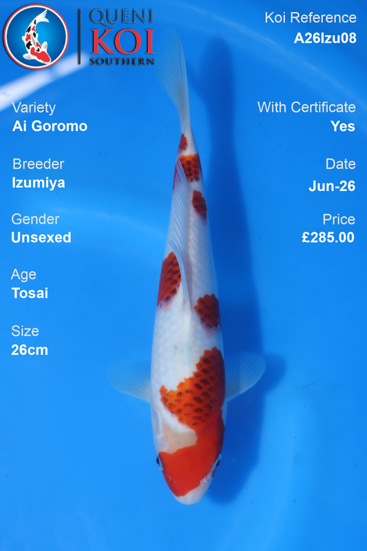 Ai Goromo -A26Izu08 26cm Unsexed Tosai by Izumiya