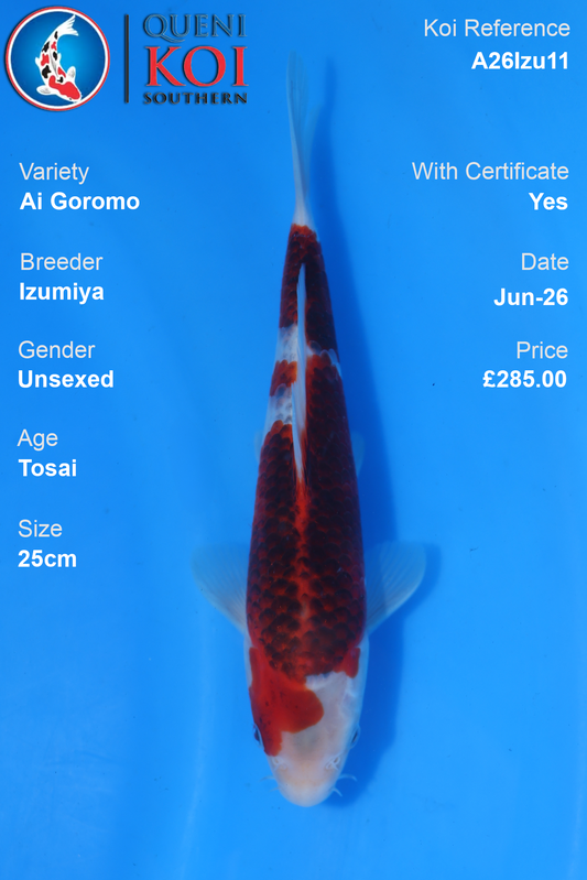 Ai Goromo -A26Izu11 25cm Unsexed Tosai by Izumiya