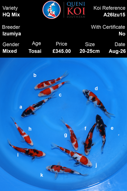 Showa, Kohaku, Goromo Mix -A26Izu15 20-25cm Unsexed Tosai by Izumiya