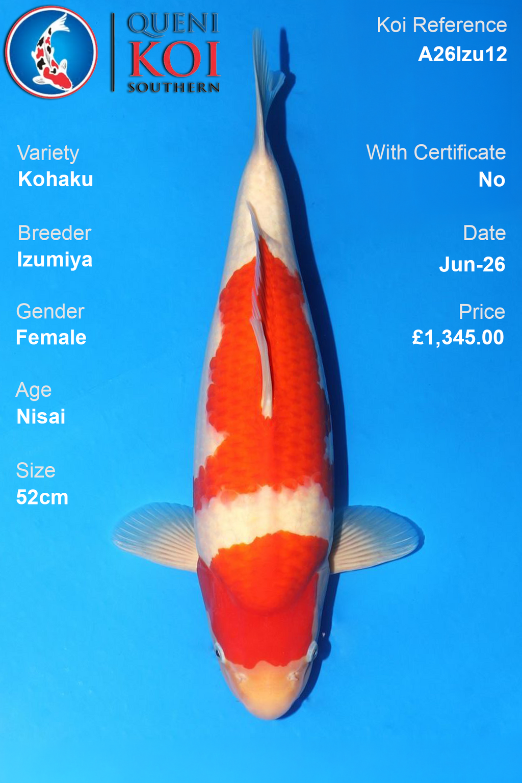 Kohaku - A26Izu12 52cm Female Nisai by Izumiya