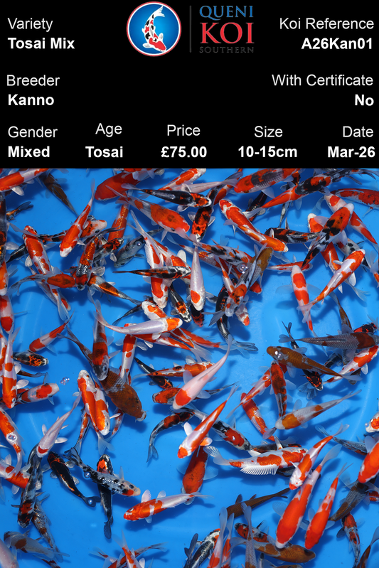 Kanno Tosai Mix Koi 10-15cm mixed Japanese koi selection reference A26Kan01