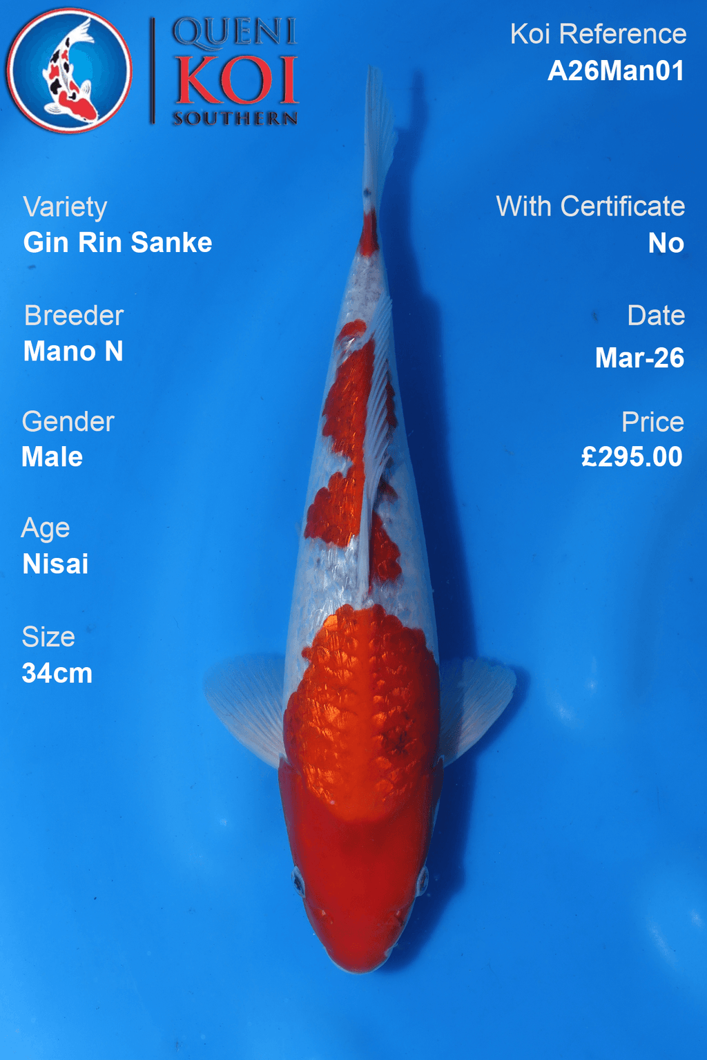 Premium Gin Rin Sanke Koi Fish A26Man01 34cm male Nisai by Mano N