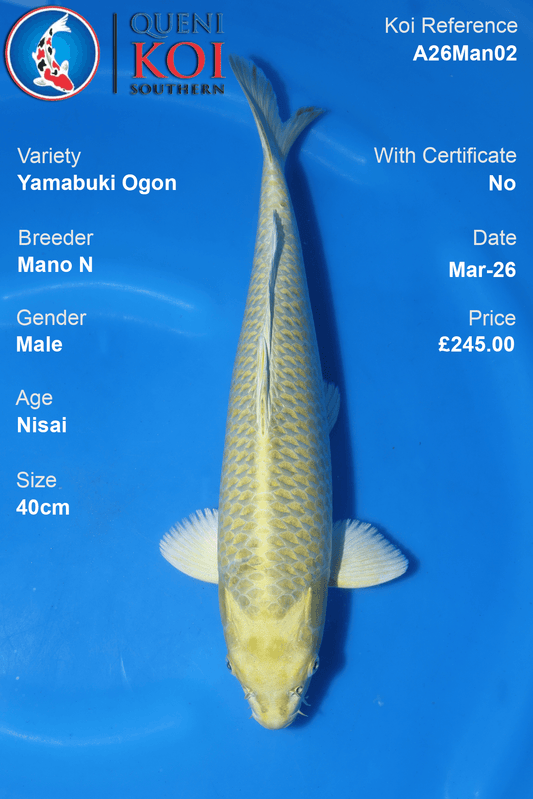 Premium Yamabuki Ogon Koi Fish A26Man02 40cm male Nisai by Mano N