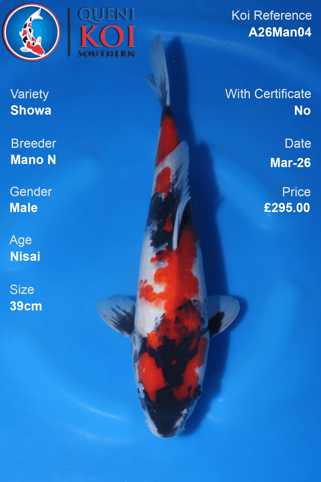Premium Showa Koi Fish A26Man04 39cm male Nisai by Mano N breeder