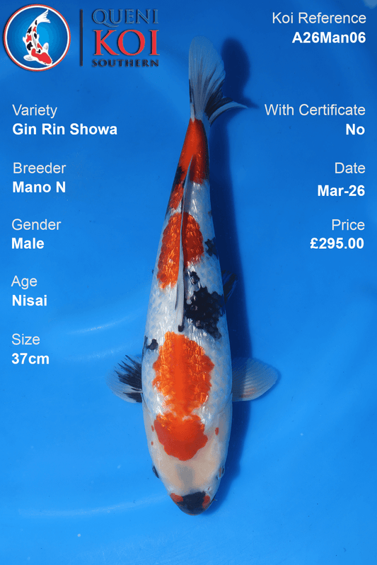 Premium Gin Rin Showa Koi Fish A26Man06 37cm male Nisai by Mano N