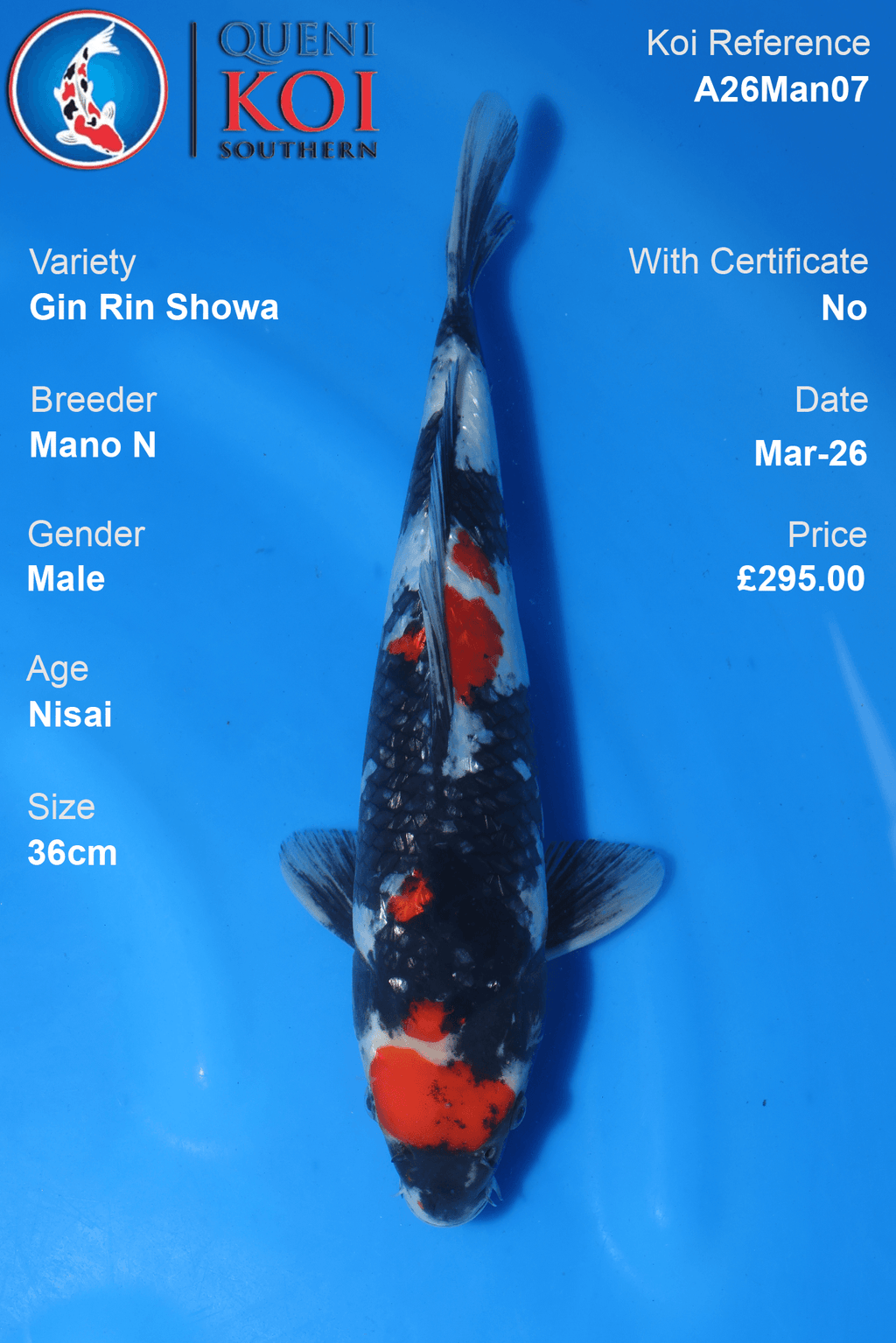 Premium Gin Rin Showa Koi Fish A26Man07 36cm male Nisai by Mano N