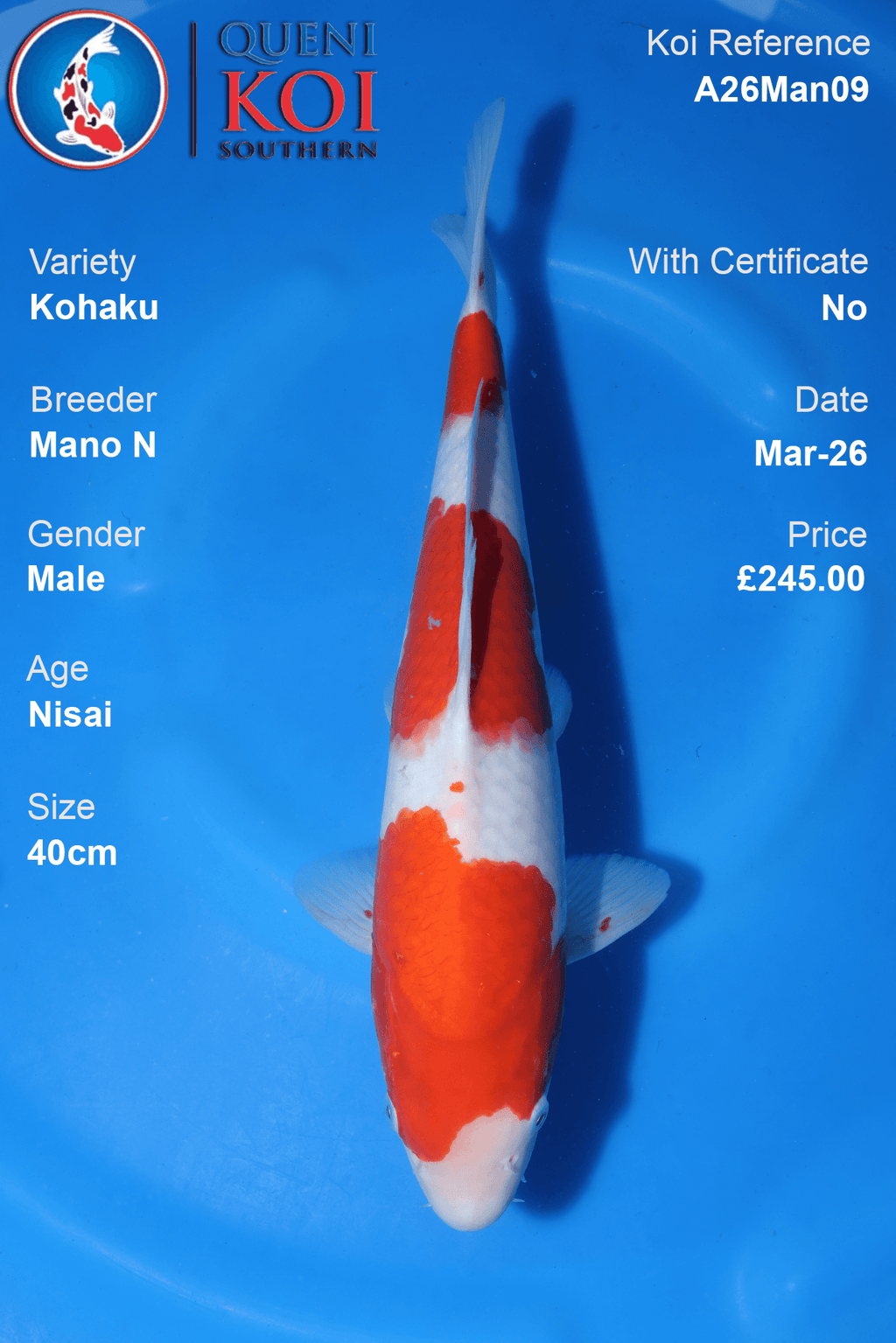 Premium Kohaku Koi Fish A26Man09 40cm male Nisai by Mano N