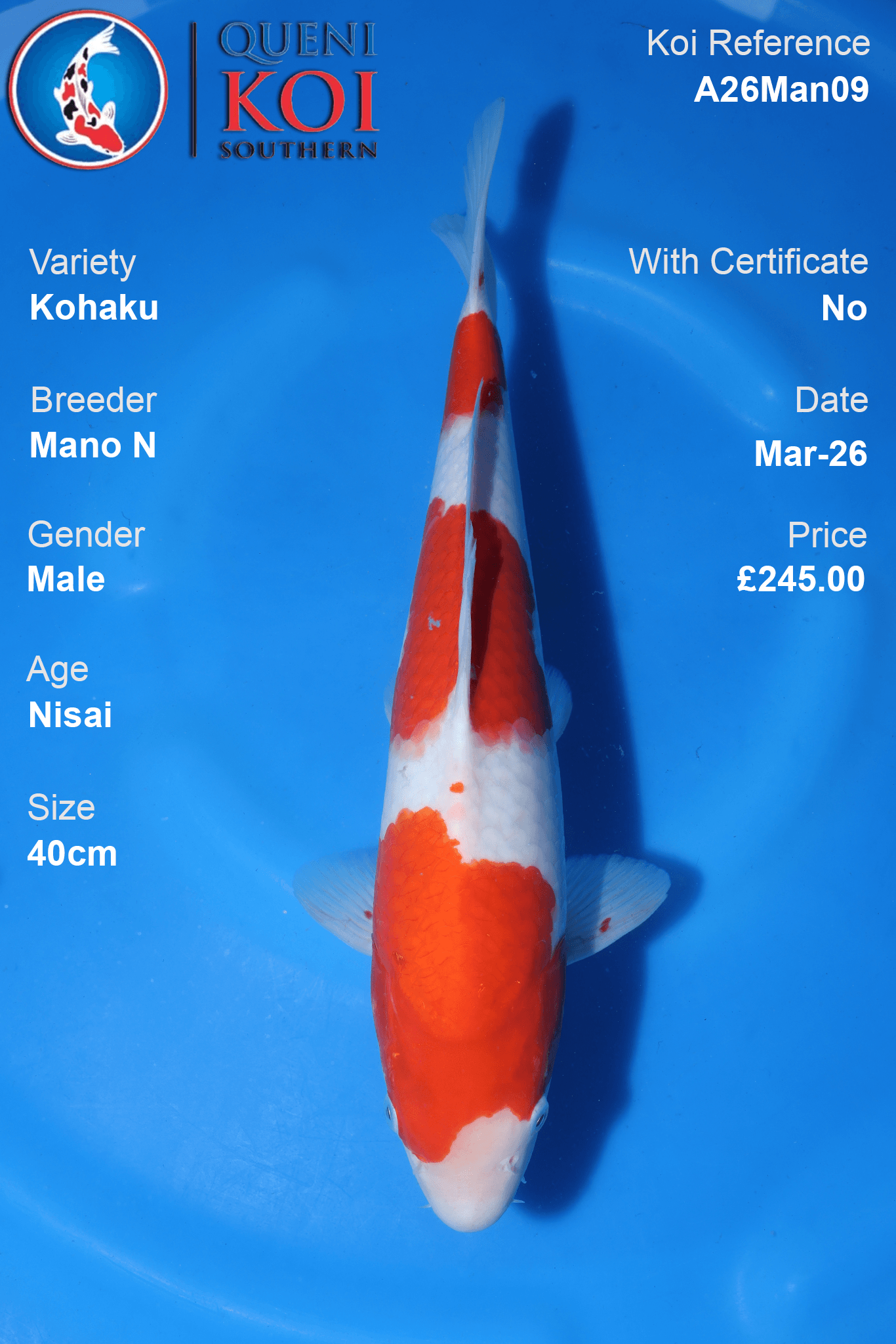 Premium Kohaku Koi Fish A26Man09 40cm male Nisai by Mano N