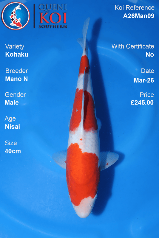 Premium Kohaku Koi Fish A26Man09 40cm male Nisai by Mano N