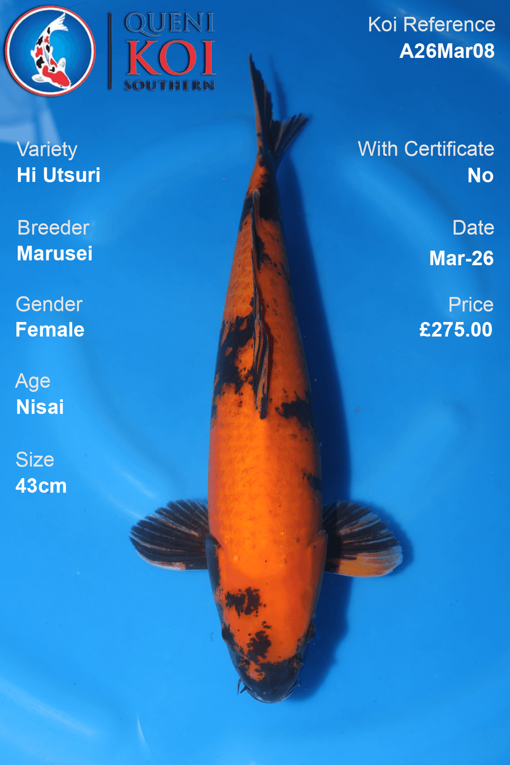 Hi Utsuri koi fish A26Mar08 female 43cm by Marusei