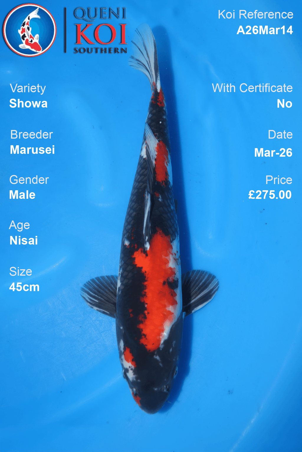 Showa koi fish A26Mar14 male 45cm by Marusei