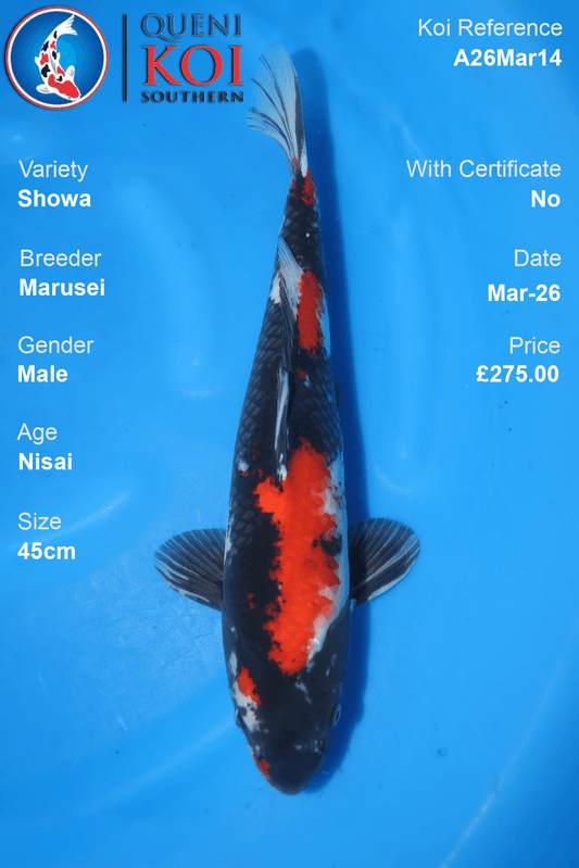 Showa koi fish A26Mar14 male 45cm by Marusei
