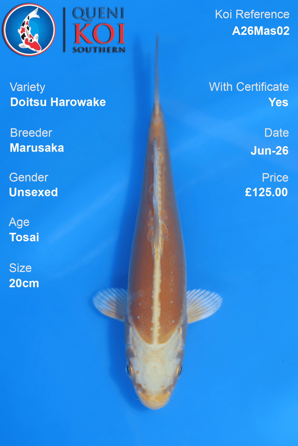 Doitsu Harowake -A26Mas02 Unsexed 20cm by Marusaka