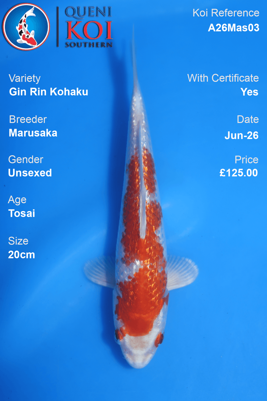 GinRin Kohaku -A26Mas03 Unsexed 20cm by Marusaka