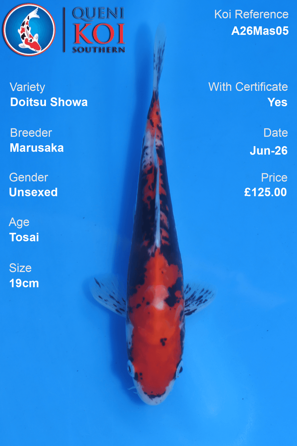 Doitsu Showa -A26Mas05 Unsexed 19cm by Marusaka