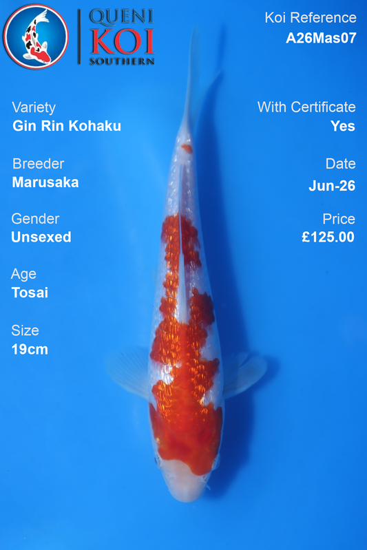 GinRin Kohaku -A26Mas07 Unsexed 19cm by Marusaka