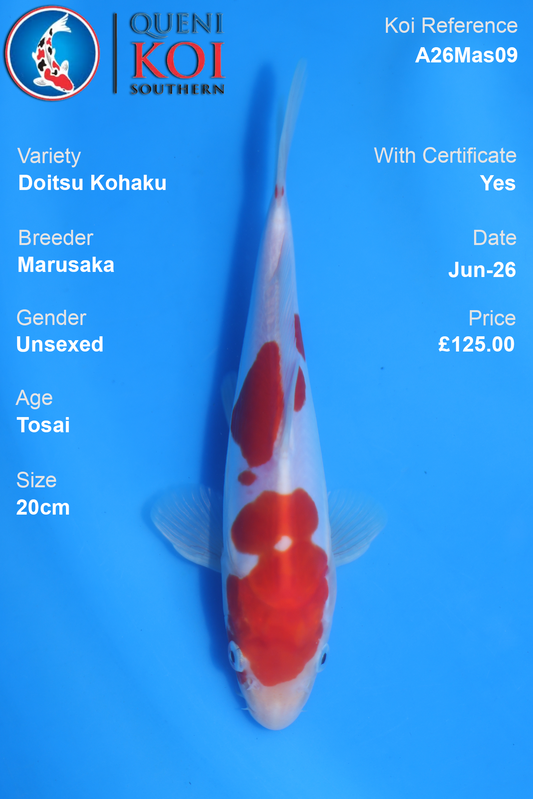 Doitsu Kohaku -A26Mas09 Unsexed 20cm by Marusaka
