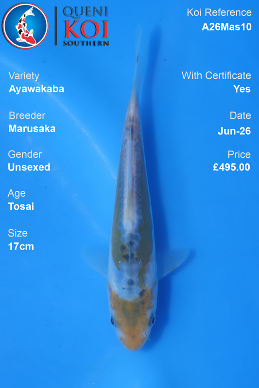 Ayawakaba -A26Mas10 Unsexed 17cm by Marusaka