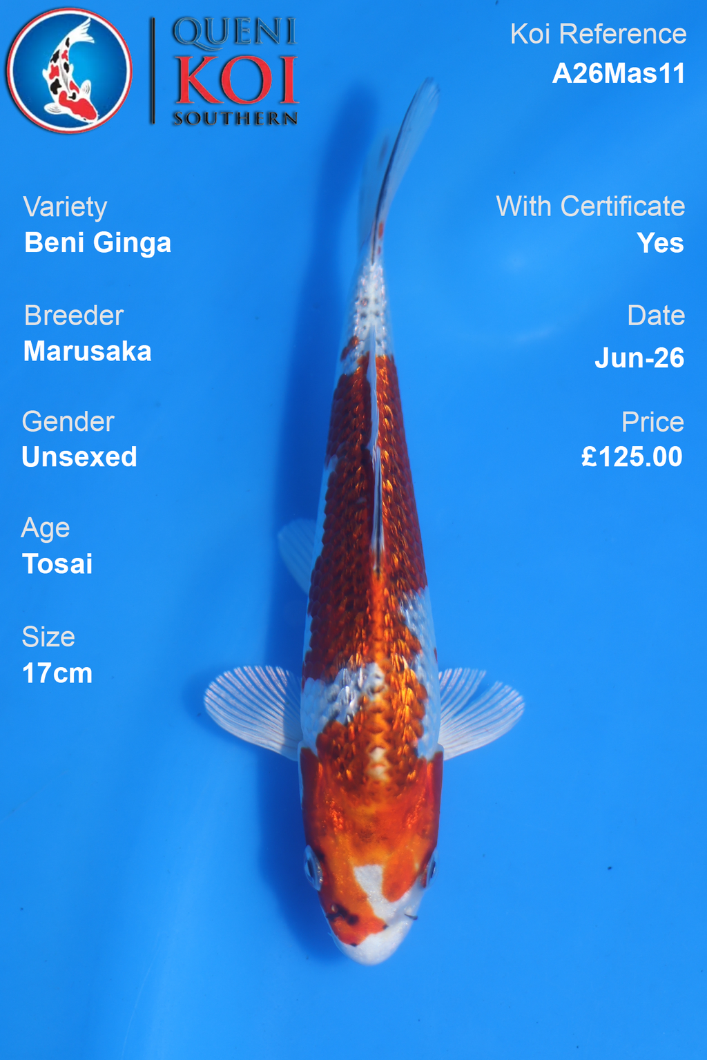 Beni Ginga -A26Mas11 Unsexed 17cm by Marusaka