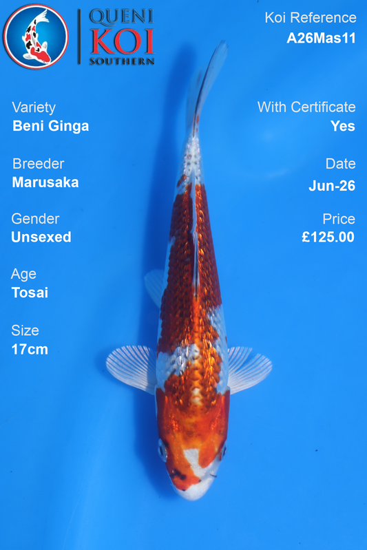 Beni Ginga -A26Mas11 Unsexed 17cm by Marusaka