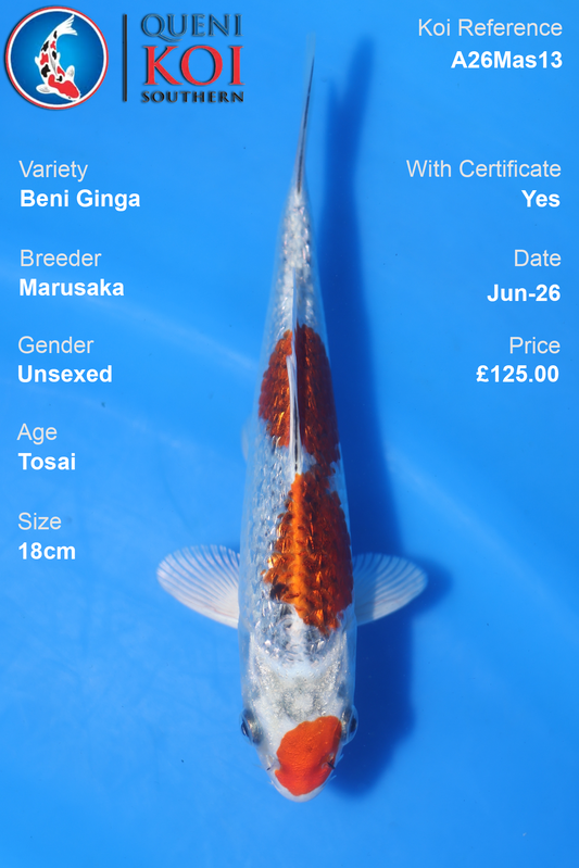 Beni Ginga -A26Mas13 Unsexed 18cm by Marusaka