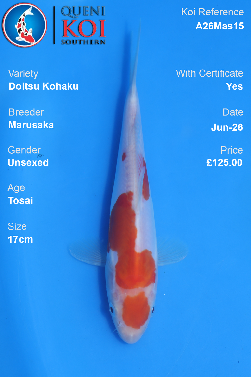 Doitsu Kohaku -A26Mas15 Unsexed 17cm by Marusaka
