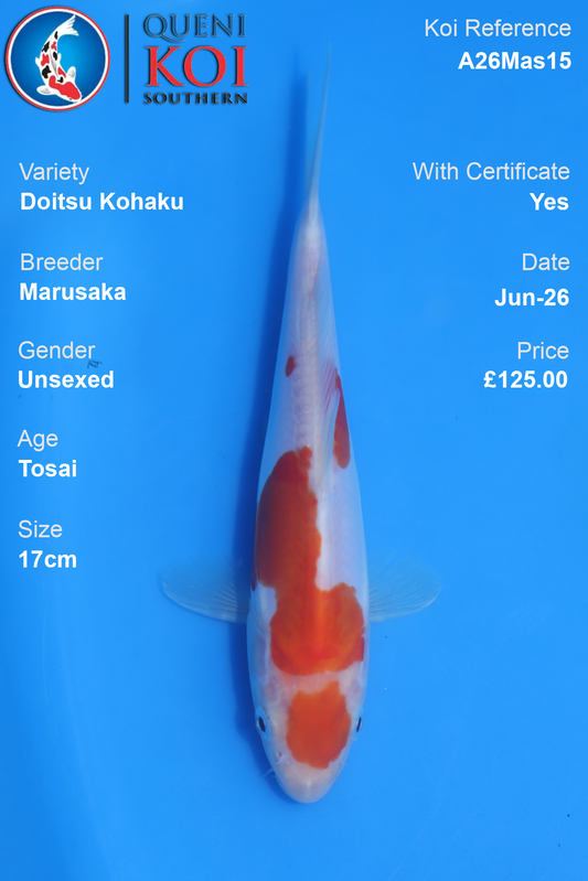 Doitsu Kohaku -A26Mas15 Unsexed 17cm by Marusaka