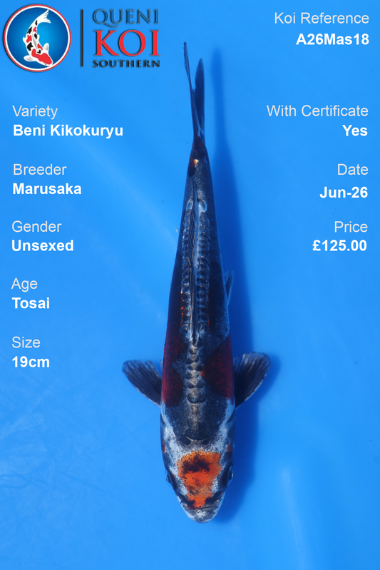 Beni Ginga -A26Mas17 Unsexed 18cm by Marusaka