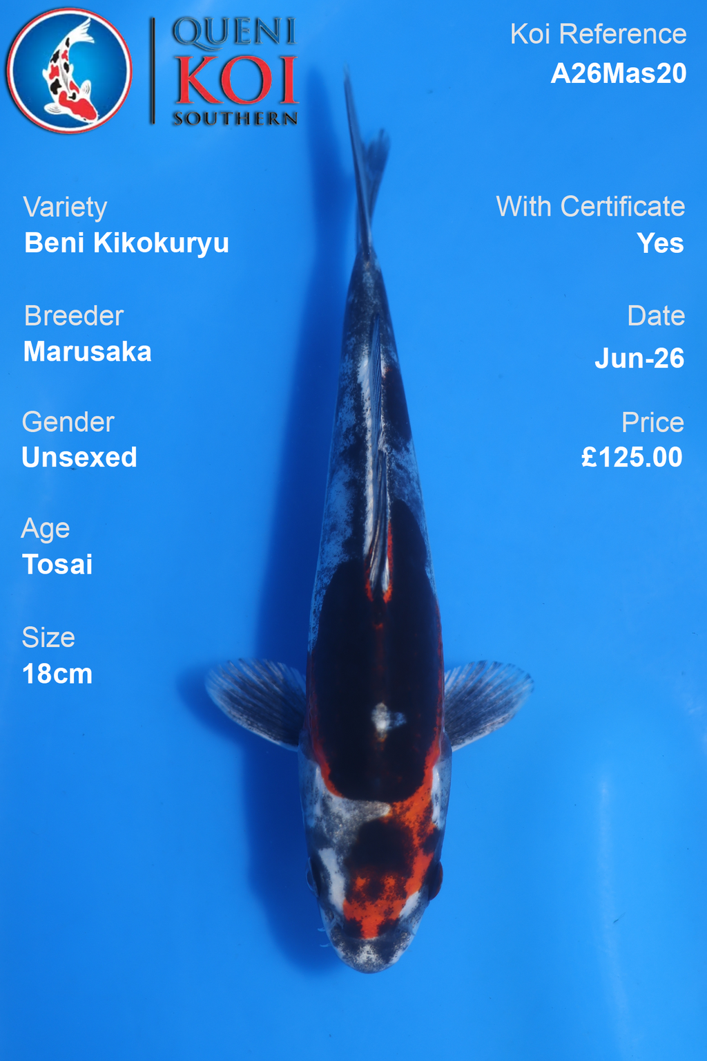 Beni Kikokuryu -A26Mas20 Unsexed 18cm by Marusaka