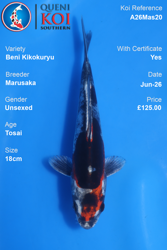 Beni Kikokuryu -A26Mas20 Unsexed 18cm by Marusaka