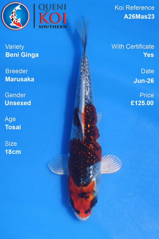 Beni Ginga -A26Mas23 Unsexed 18cm by Marusaka