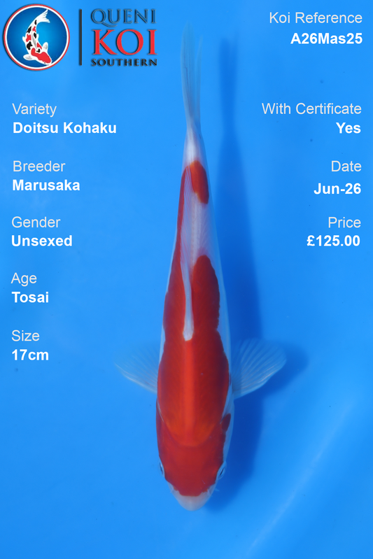 Doitsu Kohaku -A26Mas25 Unsexed 17cm by Marusaka