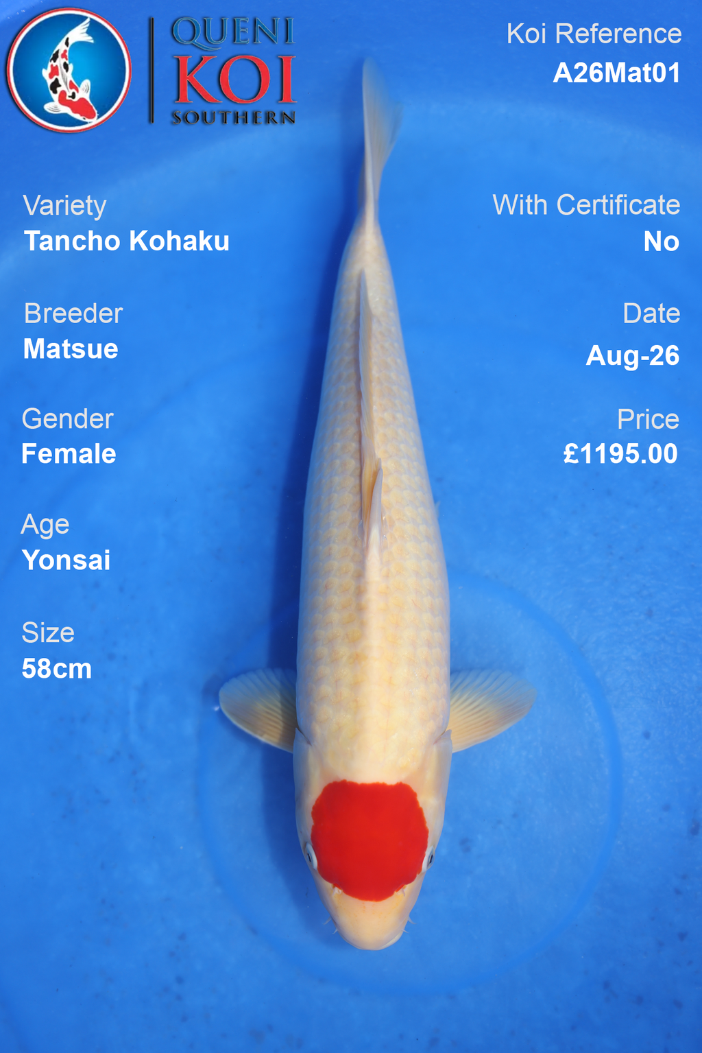 Tancho Kohaku by Matsue, 58cm Female - A26Mat01