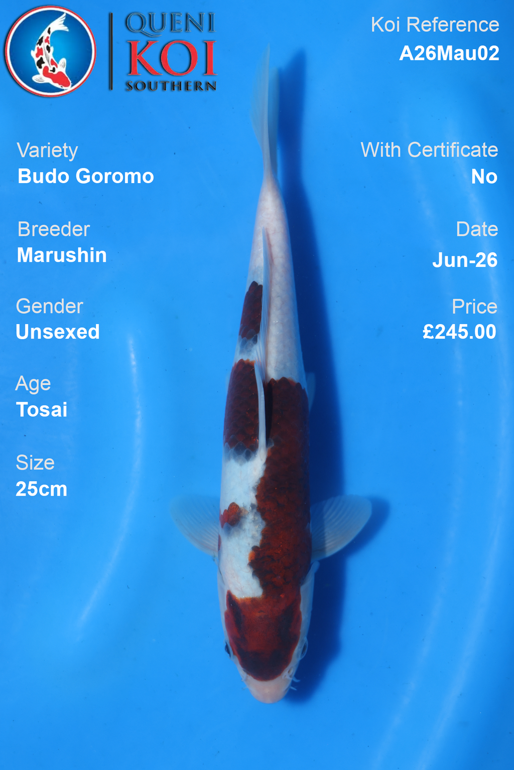 Budo Goromo - A26Mau02 Unsexed 25cm by Marushin