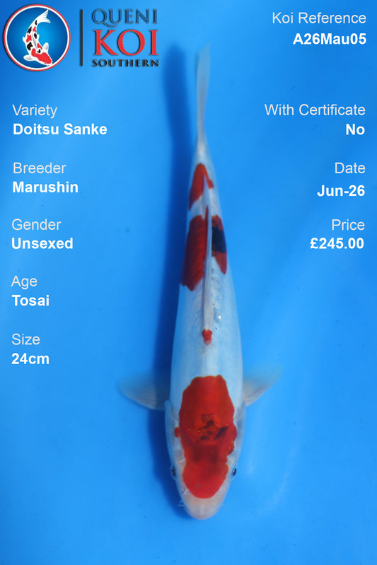 Doitsu Sanke - A26Mau05 Unsexed 24cm by Marushin