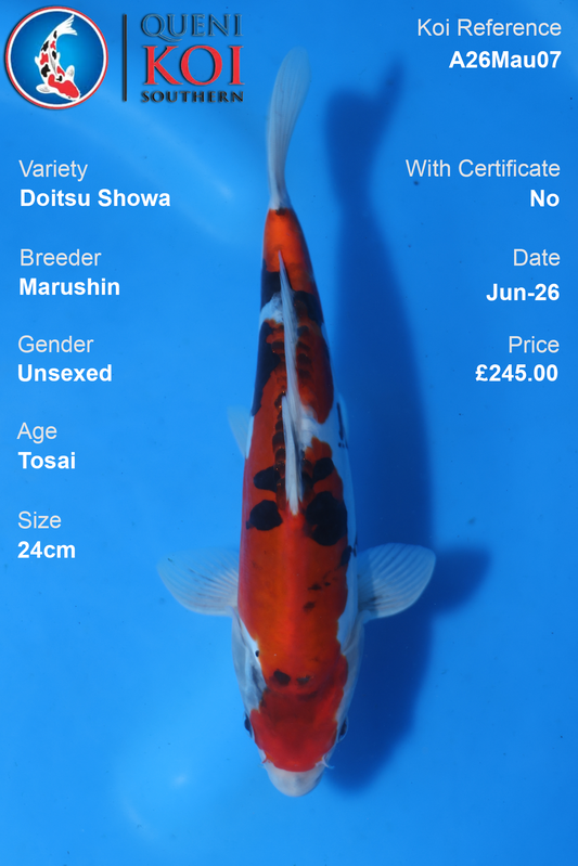 Doitsu Showa - A26Mau07 Unsexed 24cm by Marushin