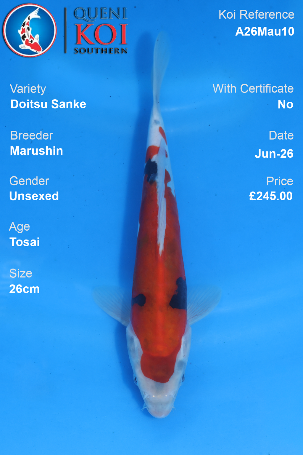 Doitsu Sanke - A26Mau10 Unsexed 26cm by Marushin