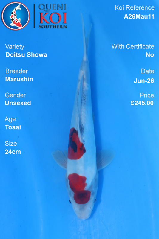 Doitsu Showa - A26Mau11 Unsexed 24cm by Marushin