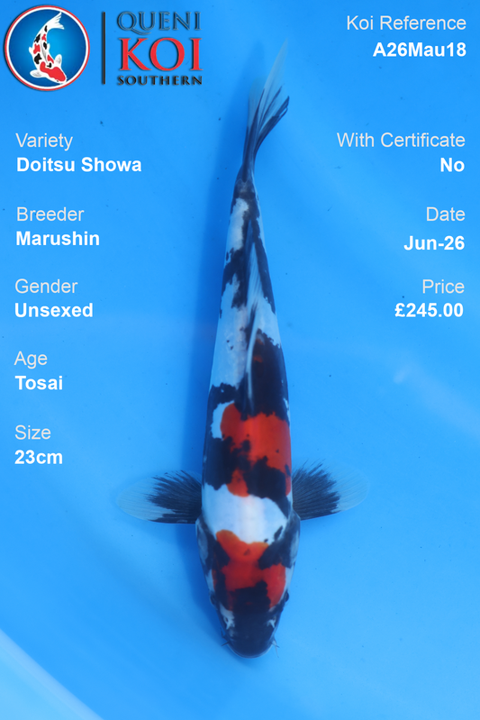 Doitsu Showa - A26Mau18 Unsexed 23cm by Marushin