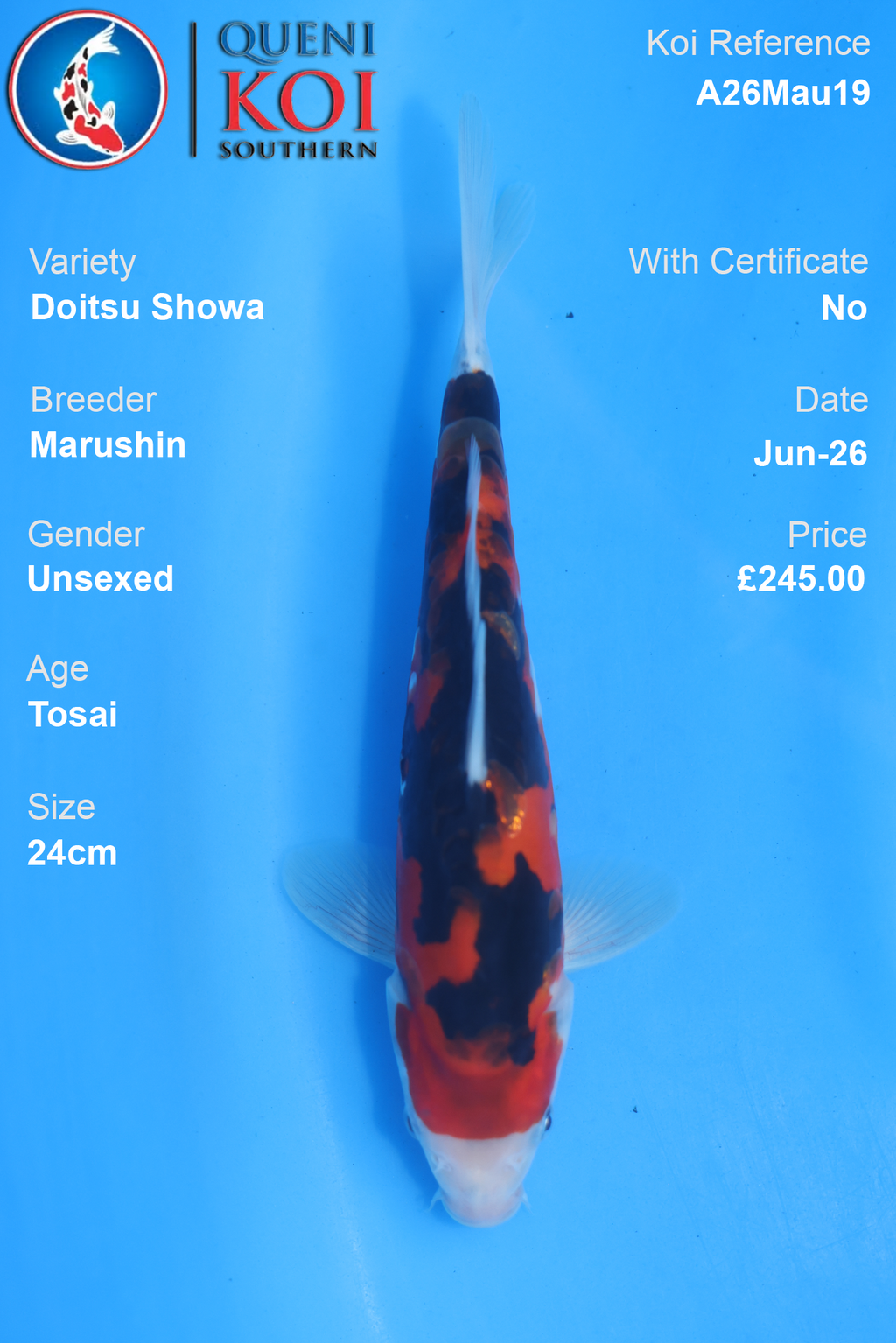 Doitsu Showa - A26Mau19 Unsexed 24cm by Marushin
