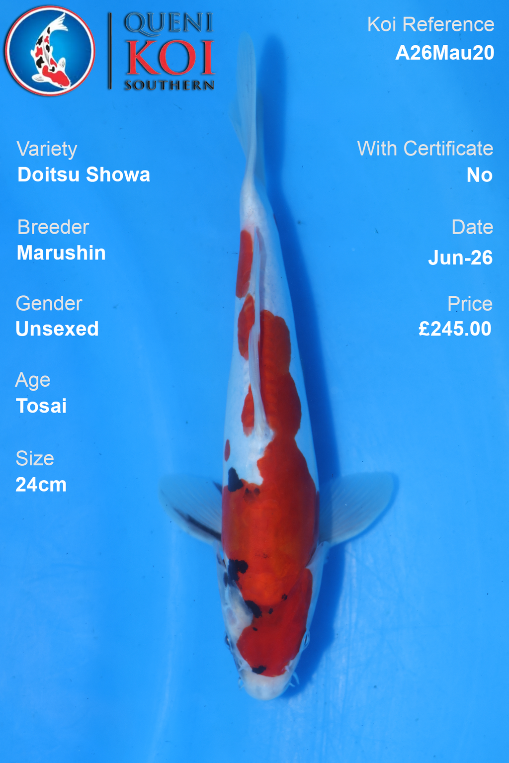Doitsu Showa - A26Mau20 Unsexed 24cm by Marushin